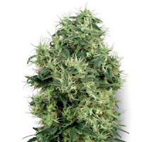 White Label Seed Company White Gold Feminised
