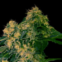VIP Seeds Torpedo Feminized