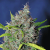Sagarmatha Seeds Bubbleberry Regular