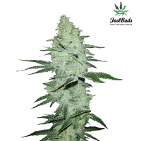Six Shooter Auto – Feminized – Fast Buds
