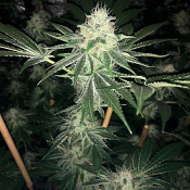 ODV Sour - Regular - Lady Sativa Genetics