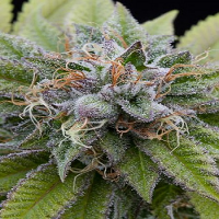 Bulk Seeds Bubba Kush Feminized