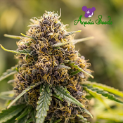 True Gold O.G. - Feminized - Anesia Seeds