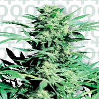 Shiva Skunk – Feminized – Sensi Seeds