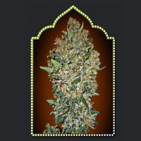 OO Seeds Feminized Collection #1