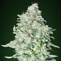 OG Kush SFV - Feminized - Advanced Seeds