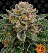 Skywalker OG Auto - Feminized - Barneys Farm