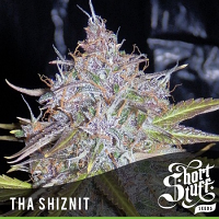 Shortstuff Seeds Tha Shiznit Auto Feminized