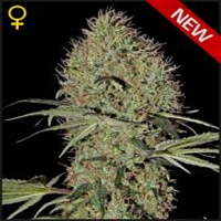 Green House Seeds Super Bud Auto Feminized