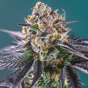 Red Strawberry Banana Auto - Feminized - Sweet Seeds