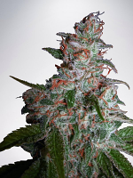 Ministry of Cannabis Seeds Northern Lights MOC Feminized