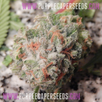 Purple Caper Seeds Grand Caper Regular