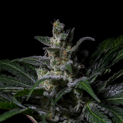Muse - Feminized - R-Kiem Seeds