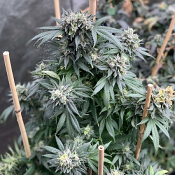 Midnight Special - Regular - Mosca Seeds