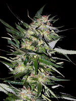 Advanced Seeds Jack Plant Feminized