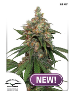 Dutch Passion Seeds HiFi 4G Feminized