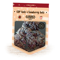 GDP Auto x Gumberry Auto – Feminized – Garden of Green