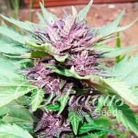 Delicious Seeds Auto Dark Purple Feminized