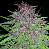 Erdpurt - Feminized - Ace Seeds