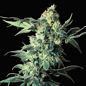 Northern VIP - Feminized - VIP Seeds