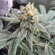 Honey Gas - Feminized - Old School Genetics
