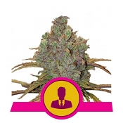 El Patron - Feminized - Royal Queen Seeds