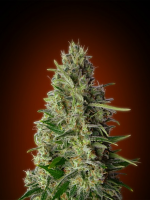 Advanced Seeds Kali 47 Feminized