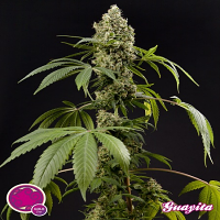 Philosopher Seeds Guayita Feminized