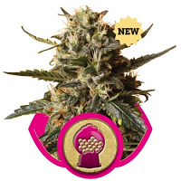 Bubble Gum XL – Feminized – Royal Queen Seeds