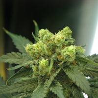 Wonder Woman - Feminized - Nirvana Seeds