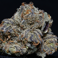 Professor Trichome Bulk Seeds Grandaddy Purple Feminized