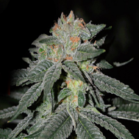 Cream of the Crop Seeds Lemon Venom Feminized
