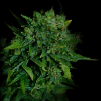 VIP Seeds VIP Auto Feminized