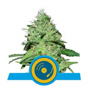 Joanne's CBD - Feminized - Royal Queen Seeds