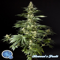 Philosopher Seeds Heaven’s Fruit Feminized