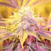 GOLD LINE Blue Fire - Regular - Purple Caper Seeds