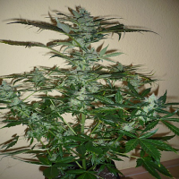 Paradise Seeds Pandora Auto Feminized