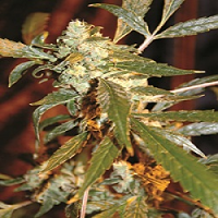 Medicann Kush Fromage Feminized