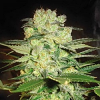 World of Seeds Medical Collection Afghan Kush x White Widow Feminized