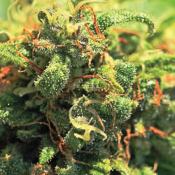 Pineapple Upside Down Cake - Feminized - Humboldt Seed Company