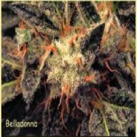 Paradise Seeds Belladonna Regular
