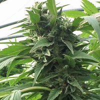 SuperCBDx Seeds Sweet Tooth x SCBDx Feminized