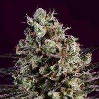 SuperCBDx Seeds Royal Purple Kush x SCBDx Feminized