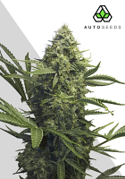 Auto Seeds Sweet CBD Auto Feminized