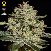 Green House Seeds Big Bang Feminized