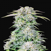 Original Auto Afghan Kush - Feminized - Fast Buds