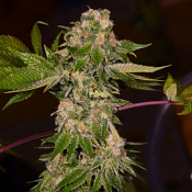 Zinfandel- Feminized - Black Tuna Seeds