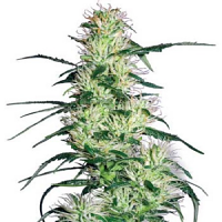 White Label Seed Company Purple Haze Feminized