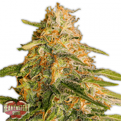 Tropic Punch - Feminized - Heavyweight Seeds