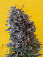 Breaking Buds Seeds Cheeisenberg Feminized